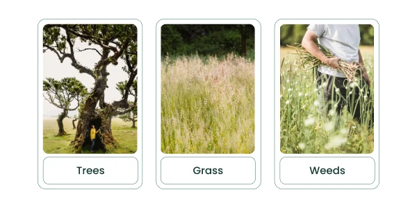 Managing Hay Fever During the Summer Trees, Grass and Weeds